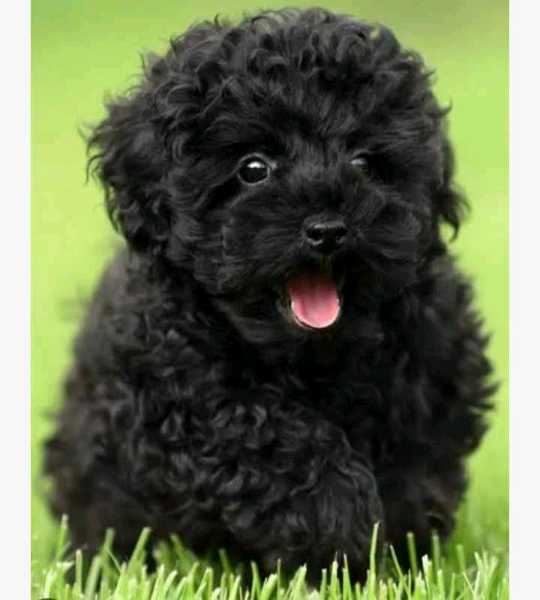 1-3months male black maltese