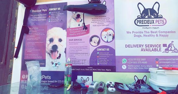Grooming For Poodles · Photo 4
