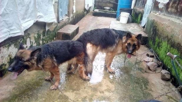 Male German Shepherd Available for Crossing · Photo 2