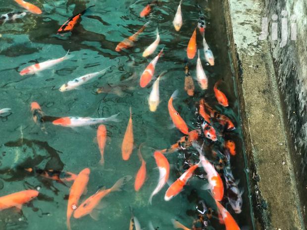 Kois Carps · Photo 3