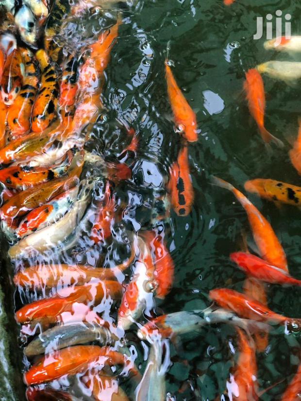 Kois Carps · Photo 4