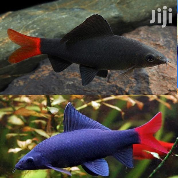 Red Tail Shark · Photo 3