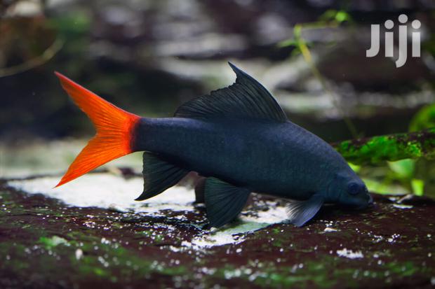 Red Tail Shark · Photo 4