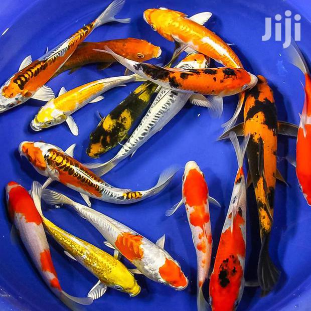Koi Fishes · Photo 2