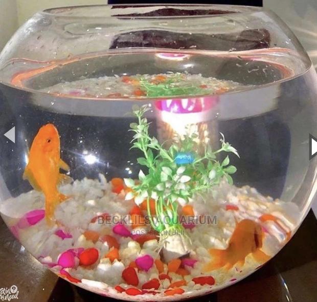 Aquarium Fish Bowl · Photo 2