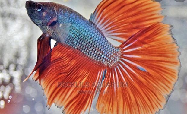 Betta Fish