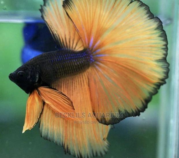 Betta Fish