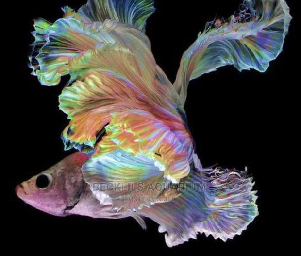 Betta Fish
