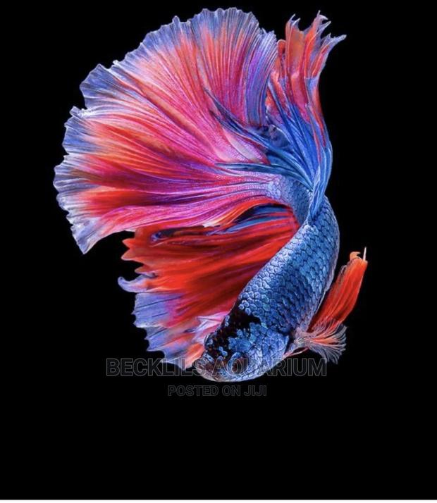 Betta Fish
