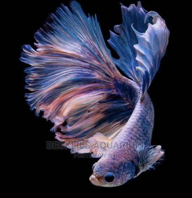 Betta Fish