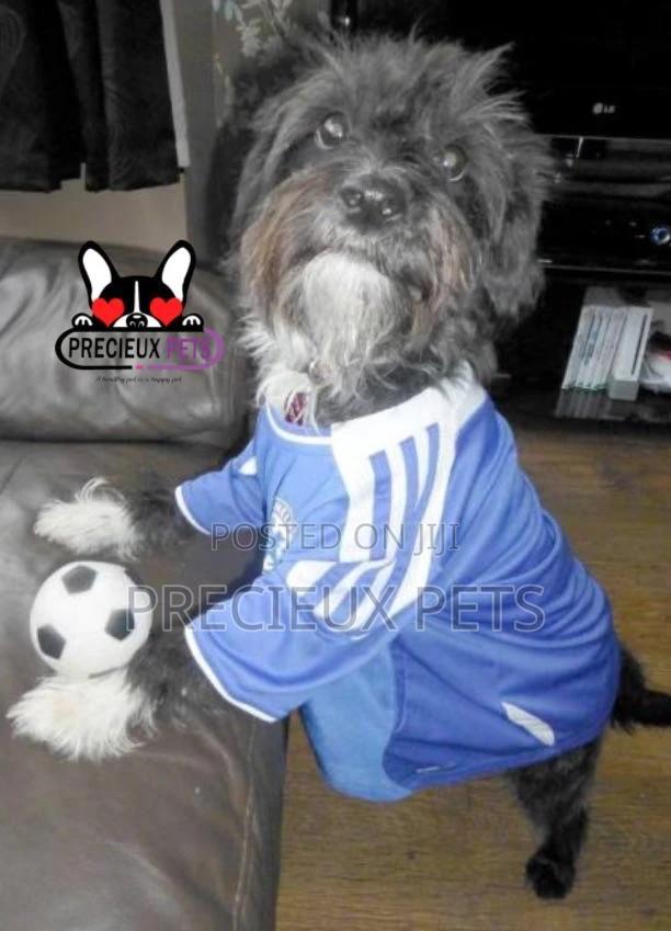 Toy Dogs Wears · Photo 4
