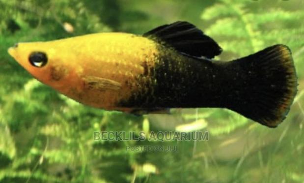 Molly Fishes · Photo 2