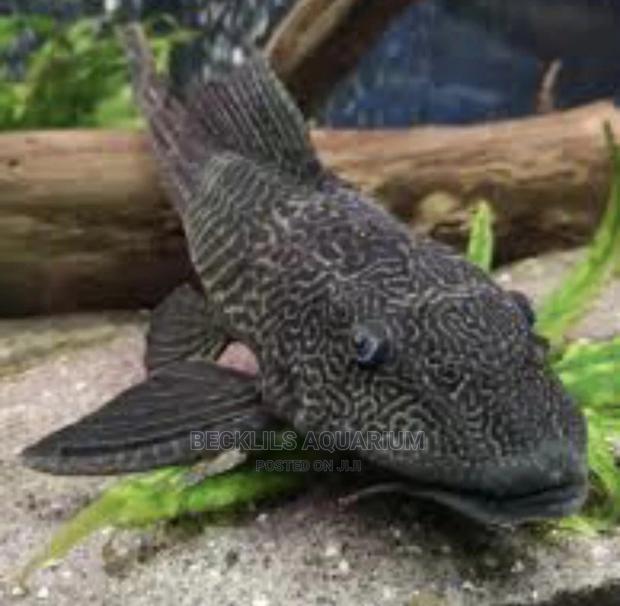 Catfish Cleaner For Aquarium