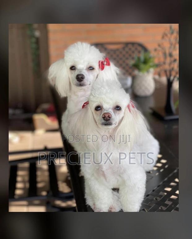 Poodle Type a Grooming Service · Photo 4