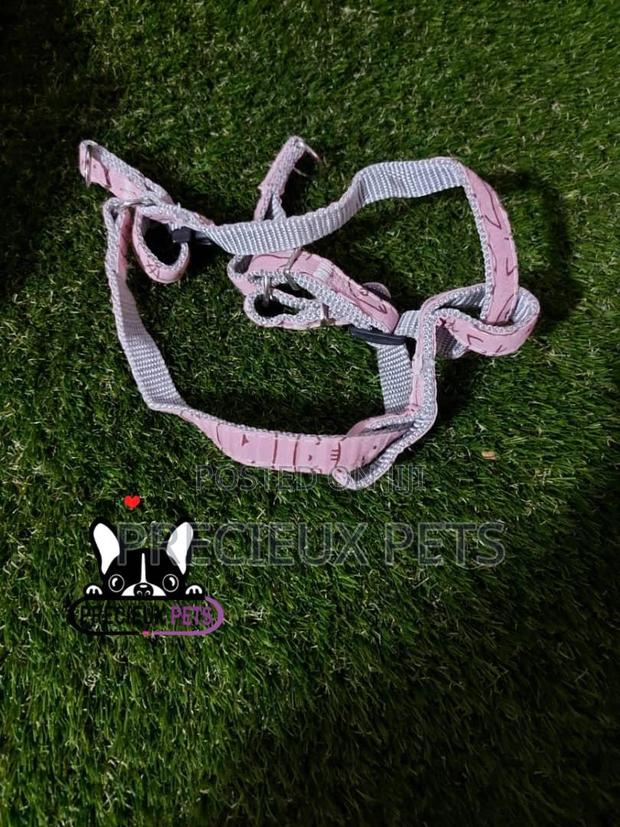 Dogs Harness Serial No. 2021/0009 · Photo 4
