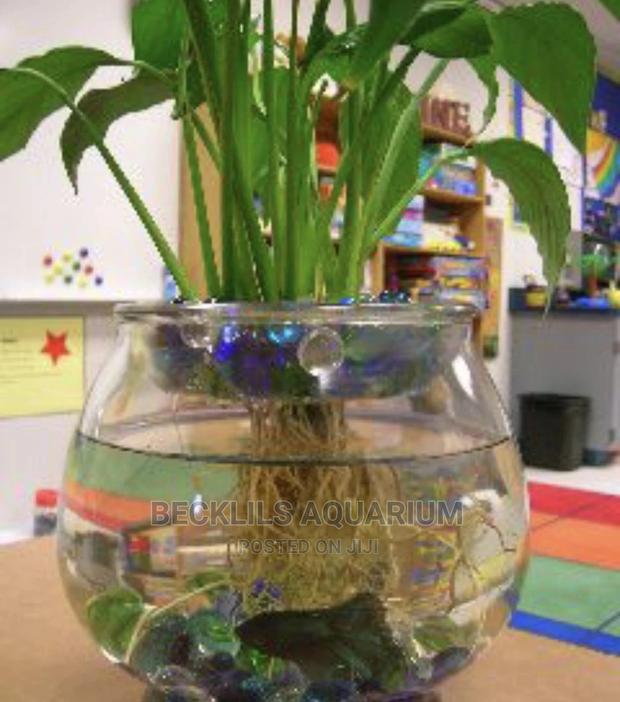 Package Betta Fish Bowl · Photo 2