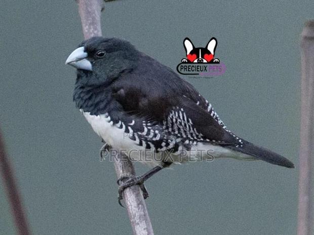 Black and White Manniki Finch Bird · Photo 4