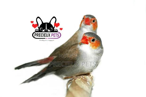 Orange Cheeked Waxbill Bird · Photo 4
