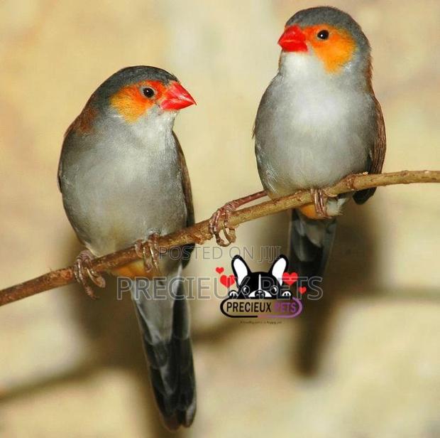 Orange Cheeked Waxbill Bird · Photo 3