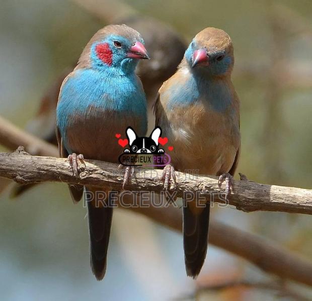 Red-Cheeked Cordon-Bleu
Birds · Photo 4