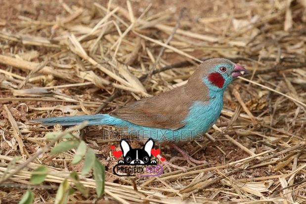 Red-Cheeked Cordon-Bleu
Birds · Photo 3