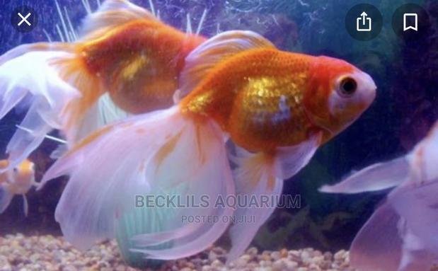 Gold Fishes and Koi · Photo 3