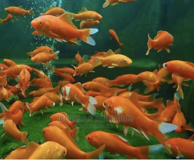 Gold Fishes and Koi · Photo 4