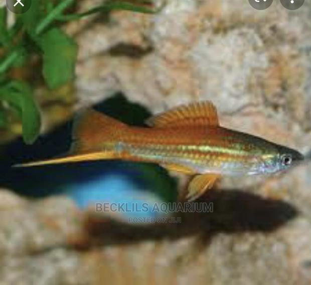 Swordtail Fish
