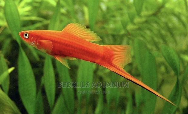 Swordtail Fish
