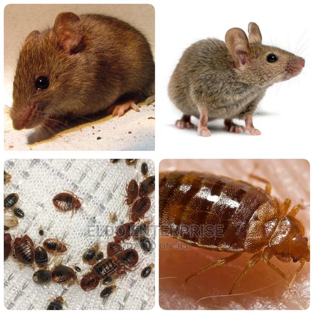 Bed Bugs And Mouse Funimation · Photo 2