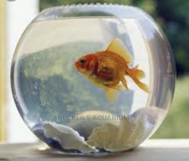 Mini Fish Bowl With Fish · Photo 4