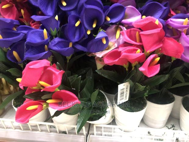 Flowers and Flower · Photo 4