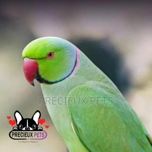 Ringneck Parrot · Photo 4