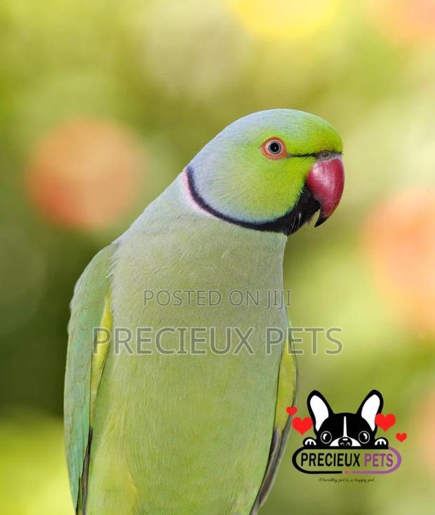 Ringneck Parrot · Photo 3
