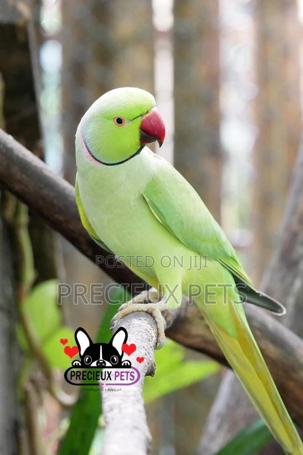 Rose Ringneck Parrot · Photo 4