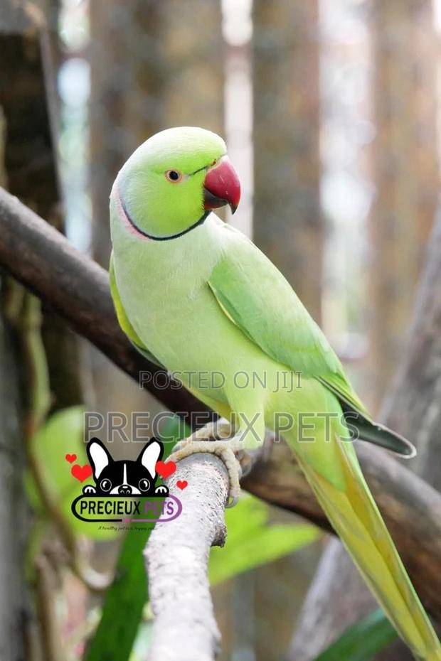Rose Ringneck Parrot · Photo 3