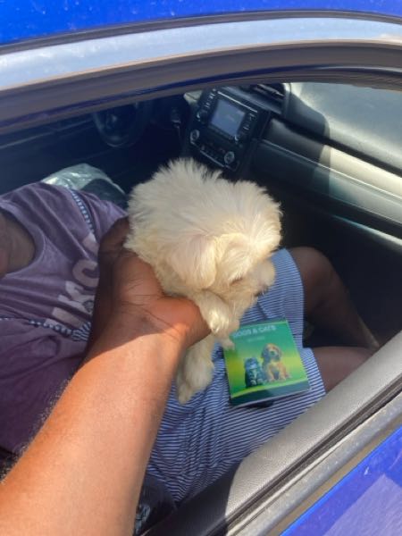 1-3 months Female PurebredPoodle