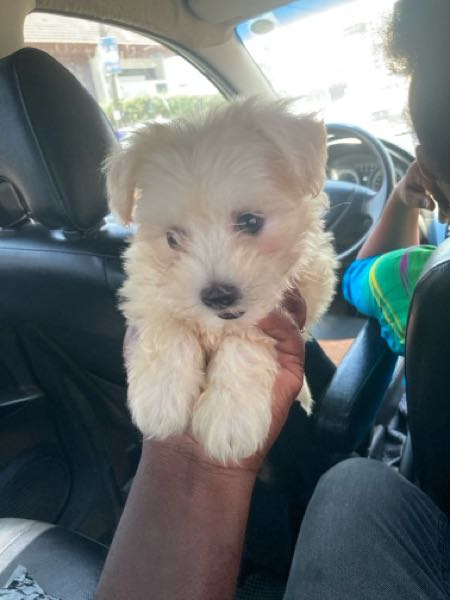 1-3 months Female PurebredPoodle