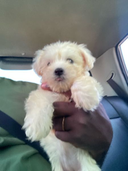 1-3 months Female PurebredPoodle