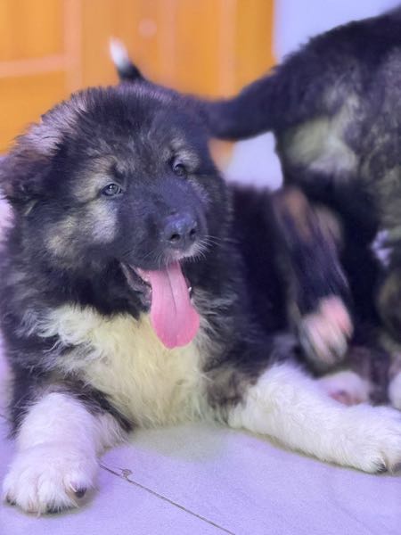1-3 months Female PurebredCaucasian Shepherd