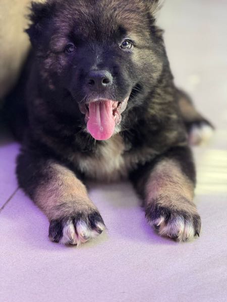1-3 months Female PurebredCaucasian Shepherd