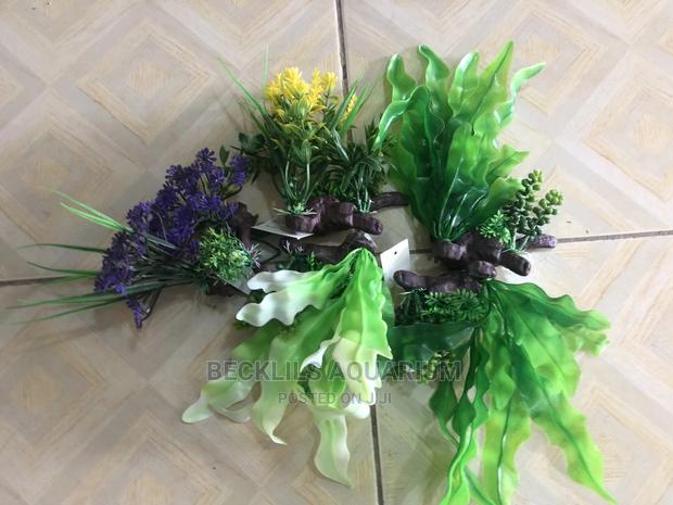 Aquarium Plants N Accessories · Photo 4