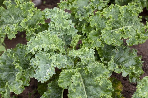 Curly Kale Seedling photo 2