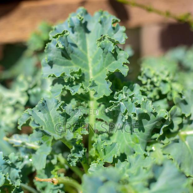 Curly Kale Seedling