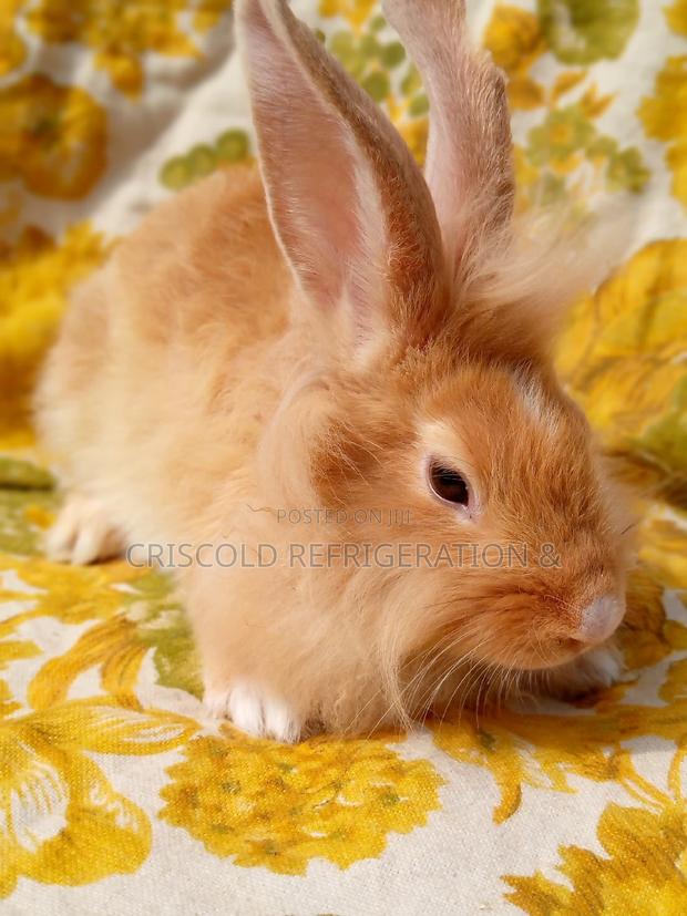 Rabbits for Sale photo 2