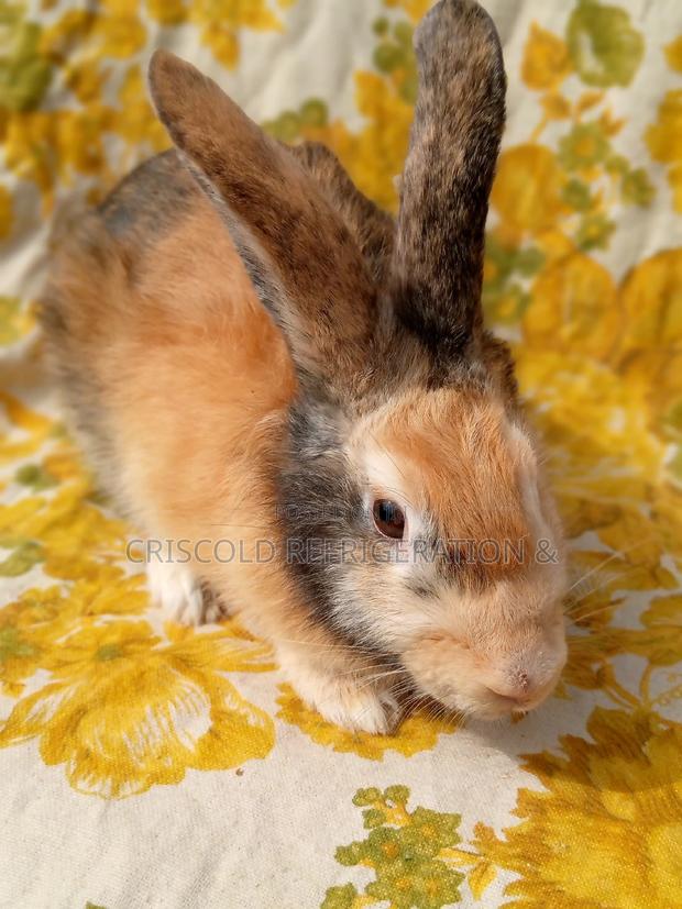 Rabbits for Sale photo 4