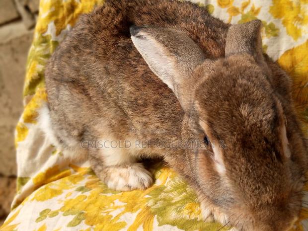 Rabbits for Sale photo 5