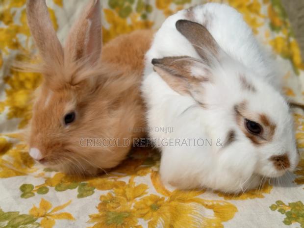 Rabbits for Sale photo 6