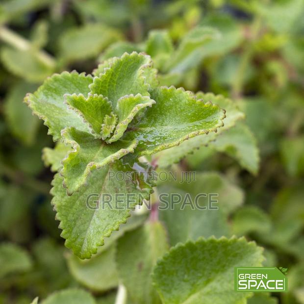 Oregano Seedling