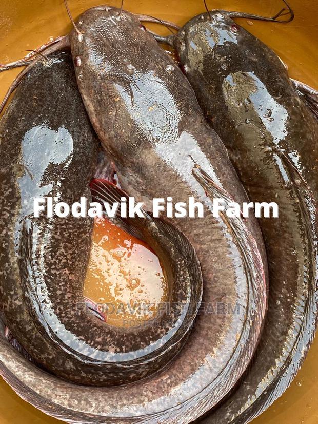 Big Size Catfish Tablesize (Per Kg) · Photo 2